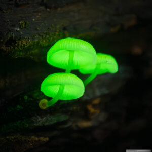 Mycena chlorophos (c) Frédéric Desmoulins